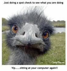 That S What Bekah Would Say Lol Funny Bird Pictures Funny Birds Funny Pictures