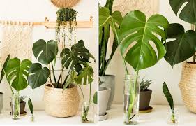 Die letzten male hab' ich. Monstera Vermehren Und Pflegen Diy Urban Jungle Diy Blog Do It Yourself Anleitungen Zum Selbermachen Wiebkeliebt