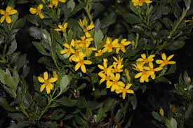 Image result for Chrysanthemoides monilifera