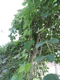 Image result for Mucuna poggei