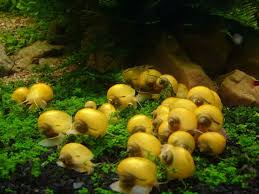 Mystery snails do a grea. Apple Snail Care Guide Size Eggs Lifespan Tank Mates