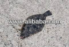 Olive Flounder In The Jeju Island Farms Buy Olive Flounder Product On Alibaba Com I am doing a research on olive flounder and i got a set of genes which are influenced by microrna. alibaba