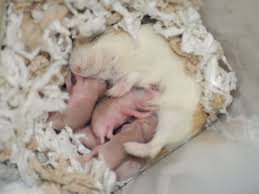 A hamster's lifespan is a good deal shorter than that of most other common household critters, and any of the five species of domesticated hamster will generally live for two to three years, says claudie, the hamster whisperer and proprietor of the westchester rescued hamster haven. What Should You Do If Your Hamster Has Babies