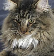 Norwegian forest cats aren't just any pedestrian pet—they're the stuff of legend. Norwegian Forest Cat Dinoanimals Com