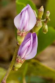 Image result for Canavalia africana