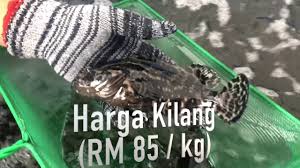 Saat masih kecil kerapu biasanya ditemukan di kedalaman 0. Kerapu Hybrid Maiza Enterprise Youtube