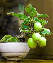 Check out our bonsai fruit tree selection for the very best in unique or custom, handmade pieces from our craft supplies & tools shops. Bonsai Fruit Trees Despite Being Small Can Actually Grow Fruit If Given The Right Environment And Nutritions Like This Guava Bonsai Tree 9gag