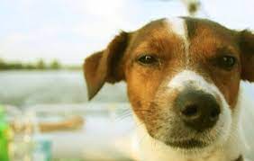 To find your perfect puppy, navigate our jack russell mix puppies page below! 14 Rat Terriers Mixed With Jack Russell The Paws
