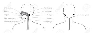 It not only supports the brain in its quest against gravity this makes the neck a sort of nervous mecca for the entire body, it is the portal of the entire human body into the organs, through the mouth and also allows for breathing (very important). Vector Isolated Illustration Of Human Digestive System Of Head Royalty Free Cliparts Vectors And Stock Illustration Image 120286105
