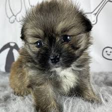 Stay updated about beautiful pomeranian puppies for sale. Max Shiranian Puppy 640727 Puppyspot