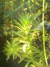 Image result for Hydrilla verticillata
