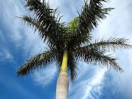 Image result for Roystonea