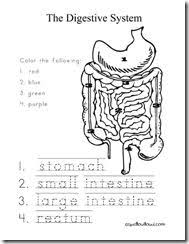 Human Anatomy The Digestive System Spell Out Loud Digestive System Worksheet Human Body Systems Digestive System