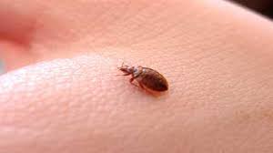 Our bedbug heat treatment with residual bug spray is the proven method for bed bug exterminating in tulsa tulsa bed bug spraying. Okc Ranks 9th For Bed Bugs