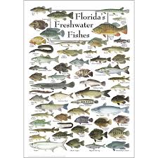 Pin On Aquarium Fish Ideas