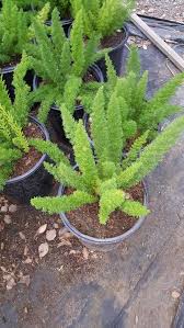 Foxtail ferns can also be planted seaside, as they have a moderate salt tolerance. Foxtail Fern Asparagus Myers 1 Plants 1 Feet Tall Ship In 1 Gal Pot Foxtail Fern Asparagus Fern Plants