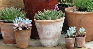 Dieser pinnwand folgen 363 nutzer auf pinterest. Blumentopfe Aus Terracotta Reinigen Und Pflegen Mein Schoner Garten
