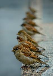 Birds In My Area Now In Her Heart She Is A Mourner For Those Who Have Not Survived In Her Soul She Is A Warrior For Those Who Are Now As She Was Then In Her L