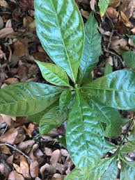 Image result for Psychotria lebrunii