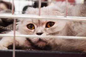 It is the authors' greatest hope that this document will serve shelter animals and those who care for them by providing scientific and humane guidelines for their care. How To Start An Animal Rescue Business Start Up Jungle