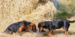 Check spelling or type a new query. Dog Foods Are Being Recalled Over Toxin Concerns