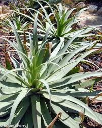 Image result for Agave