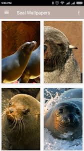 Descargar e instalar company seals v4.2 para android. Seal Wallpapers For Android Apk Download
