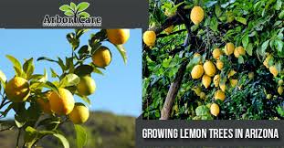 But to answer your question, the majority of fruit trees (apple, pear, plum, cherry, nectarine, peach, apricot) we grow in 10 gallons. Growing Lemon Trees In Arizona Arbor Care Tree Care