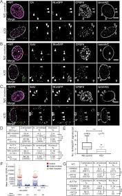 All seafarers to be employed as. Hiv 1 Nuclear Import In Macrophages Is Regulated By Cpsf6 Capsid Interactions At The Nuclear Pore Complex Elife