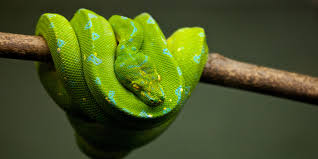 The garden of eden is biblical story in which god creates the earth in 5 days and then created a man and one day a snake approached eve and told her that if she eat the fruit, she would be as smart as god himself. Who Was The Serpent In The Garden Of Eden Ja Show Articles