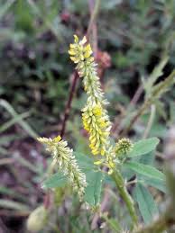 Image result for Melilotus indicus