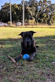 To The A Hole Who Just Pepper Sprayed My Dog By Stefani Vader Medium