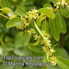 Image result for Olax aschersoniana