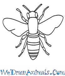 Check spelling or type a new query. How To Draw A Bee