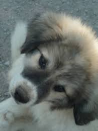 A quality pyrenees puppy from a strong guardian line and champion show dogs. Pyrenees Frequently Asked Questions Mill Creek Family Farms