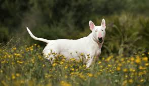 Image result for bulteriér