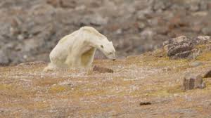 Epingle Sur J Les Animaux