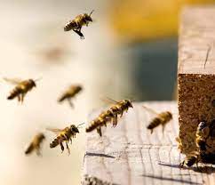 How far will a bee travel to get nectar? Why And How Bees Forage Perfectbee