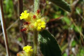Image result for Waltheria indica