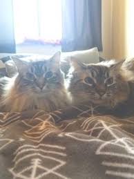 Having a pair of cats that get along and play well together is healthier as the get exercise instead of laying around. Domestic Long Hair And Siamese Mixed Rescue Cat For Adoption In Minneapolis Minnesota Gigi Pierre Bonded Pair In Minneapoli In 2020 Cat Adoption Cat Rescue Cats