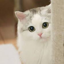 That Hatred Stare When You See Your Boyfriend Liking Other Girl S Pic And Smiling Xd Anak Kucing Lucu Kucing Cantik Foto Kucing Lucu