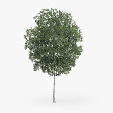 Silver Birch Tree 9m 3d Model Ad Birch Silver Model Tree Silver Birch Model Tree Birch Tree