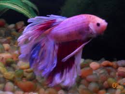 Betta Fish Betta Fish Betta Fish