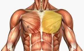 The dominant muscle in the upper chest is the pectoralis major. Chest Muscles Structure Injury Diseases Pain Exercises