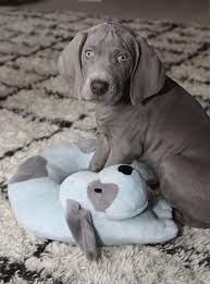 Baby Weimaraner Blitz And His Stuffed Tucker Weimaraner Puppies Weimaraner Dog Love