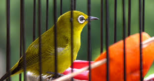 Burung prenjak ini memakan ulat atau serangga di kebun sayur. Cara Membuat Kandang Burung Pleci Minimalis Maupun Besar