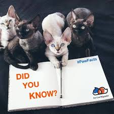 Treatment cervical cancer treatment stomach cancer treatment oral cancer treatment radiation therapy lung cancer treatment pet scan colon cancer chemotherapy hodgkins lymphomas more. Pet Care Hospital 86 Photos Veterinarian D 451 Near Ramphal Chowk Palam Extension Sector 7 Dwarka Delhi India 110075