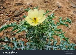 Image result for Argemone ochroleuca