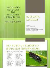 Bahkan, maggot bsf yang kaya akan protein, membuat larva ini bisa dijadikan sebagai pakan ikan dan unggas. Budi Daya Maggot 1 Edit Pdf