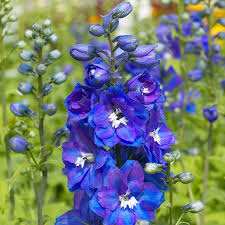 Image result for Delphinium